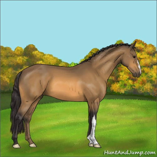 Horse Color:Buckskin 