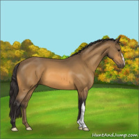 Horse Color:Buckskin 