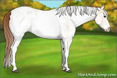 Horse Color:White Spotted Red Dun Rabicano and White Spotted Red Dun Splash Rabicano