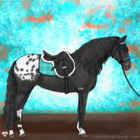 Horse Color:Black Appaloosa 