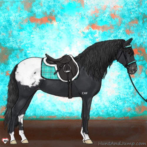 Horse Color:Black Appaloosa 