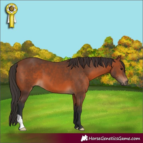 Horse Color:Bay 