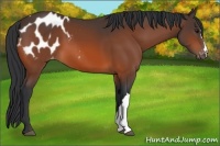 Horse Color:Bay Blanket