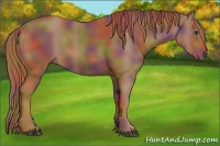 Horse Color:Nacre Chestnut 