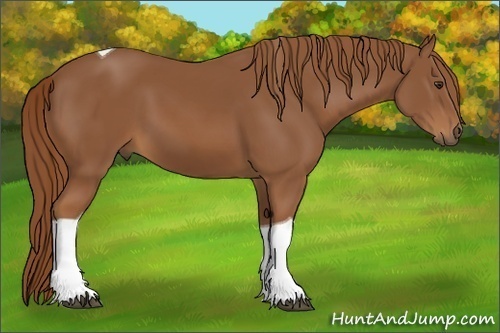 Horse Color:Chestnut Tobiano