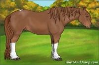 Horse Color:Chestnut Tobiano 
