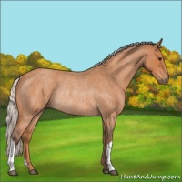 Horse Color:Silver Bay Roan Rabicano 