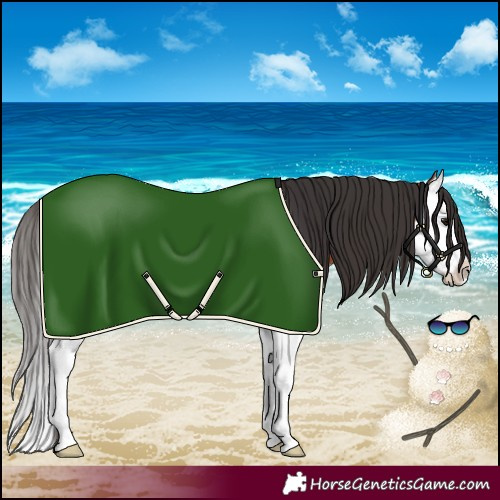 Horse Color:Bay Splash 