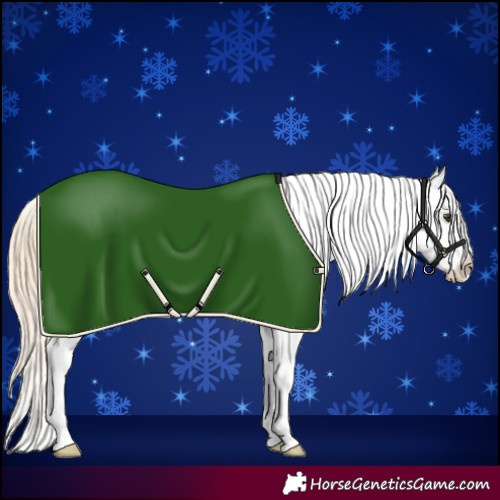 Horse Color:Palomino Dun Appaloosa 