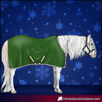 Horse Color:Palomino Dun Appaloosa 