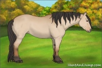 Horse Color:Bay Dun