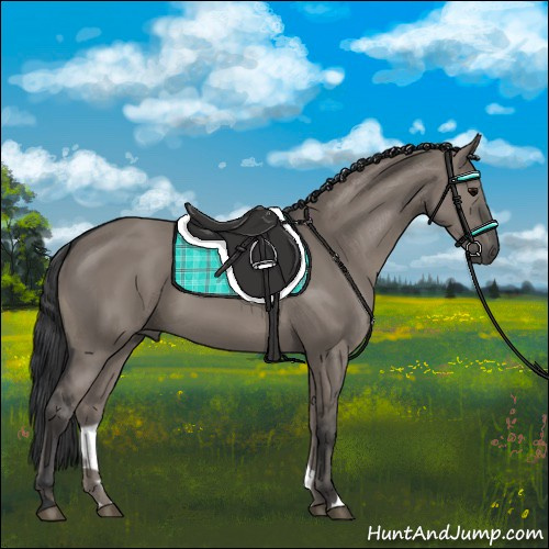 Horse Color:Grullo 