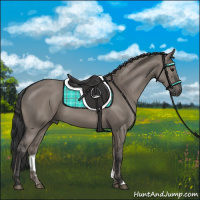 Horse Color:Grullo 