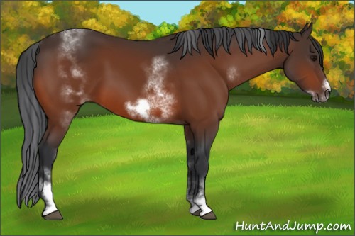 Horse Color:White Spotted Bay Sabino Frame 