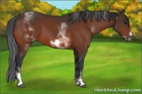 Horse Color:White Spotted Bay Sabino Frame 