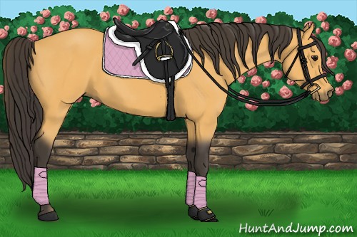 Horse Color:Buckskin 