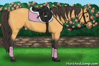 Horse Color:Buckskin 