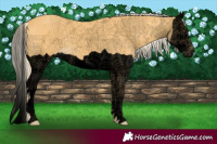 Horse Color:Void Palomino Splash 