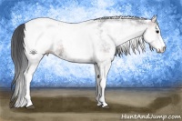 Horse Color:White Spotted Blue Onyx Ice Appaloosa 