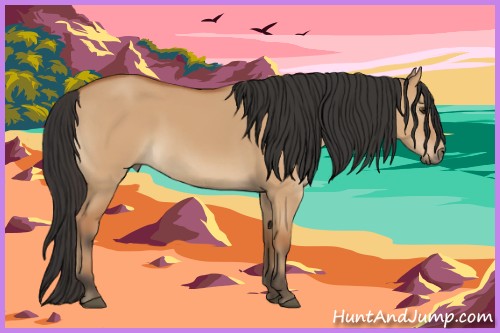 Horse Color:Bay Dun 
