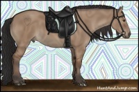 Horse Color:Bay Dun