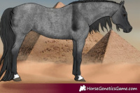 Horse Color:Blue Roan 
