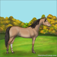 Horse Color:Bay Dun