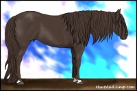 Horse Color:Liver Chestnut 