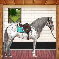 Horse Color:Brown Appaloosa 