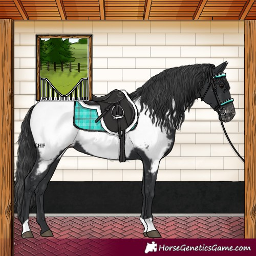 Horse Color:Black Near Fewspot 