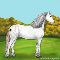 Horse Color:Red Dun Appaloosa 