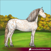Horse Color:Red Dun Appaloosa 