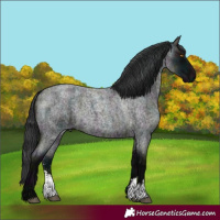 Horse Color:Midnight Blue Roan Sabino 