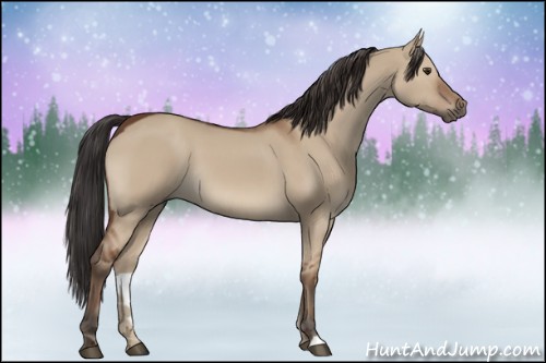 Horse Color:Bay Dun 