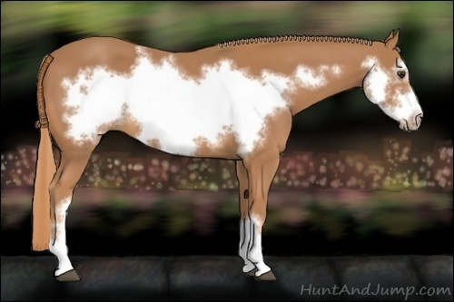 Horse Color:Chestnut Frame 