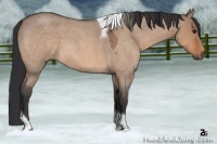 Horse Color:Bay Roan Dun Tobiano 