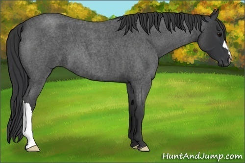 Horse Color:Blue Roan