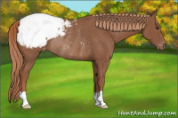 Horse Color:Chestnut Snowcap Rabicano 