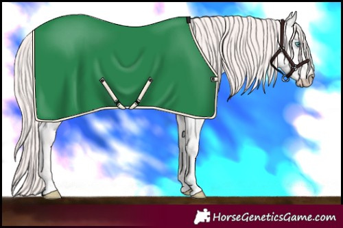 Horse Color:Perlino Roan 