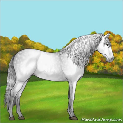Horse Color:Gray Smoky Black 