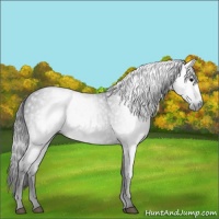 Horse Color:Gray Smoky Black 