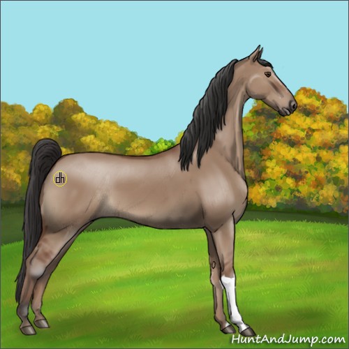 Horse Color:Red Dun