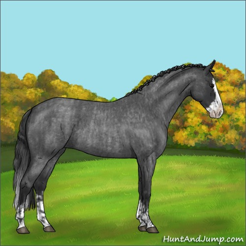 Horse Color:Blue Roan Sabino Splash and Blue Roan Sabino Splash