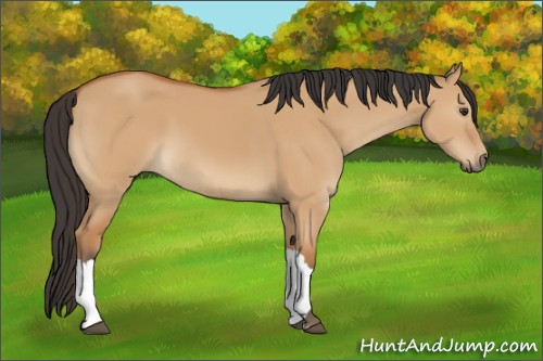 Horse Color:Bay Dun 