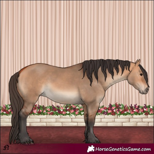 Horse Color:Bay Dun 