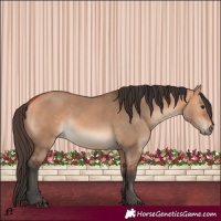 Horse Color:Bay Dun 
