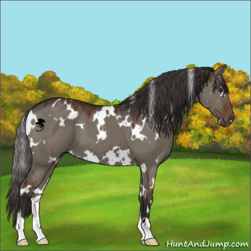 Horse Color:White Spotted Liver Red Dun 