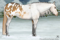 Horse Color:Buckskin Roan Dun Appaloosa 