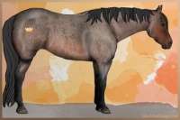 Horse Color:Brown Roan Sabino