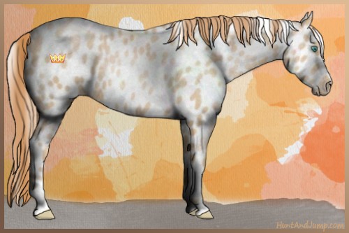 Horse Color:Smoky Black Pearl Sabino Appaloosa 